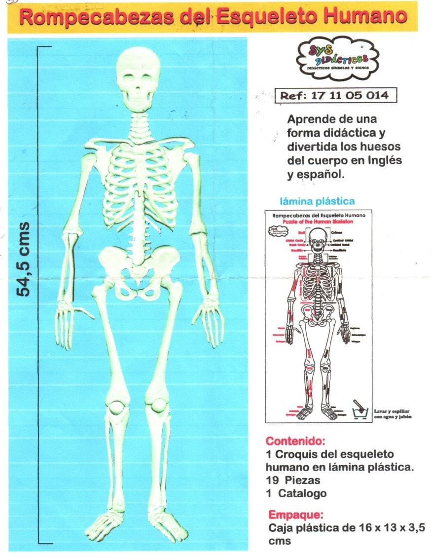 mayoria escalera mecánica instante Rompecabezas del esqueleto humano – Educa